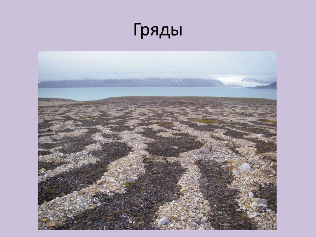 Характеристика почв арктических пустынь. Арктические почвы. Арктические пустынные почвы. Арктические пустыни почвы. Почвы Арктики.