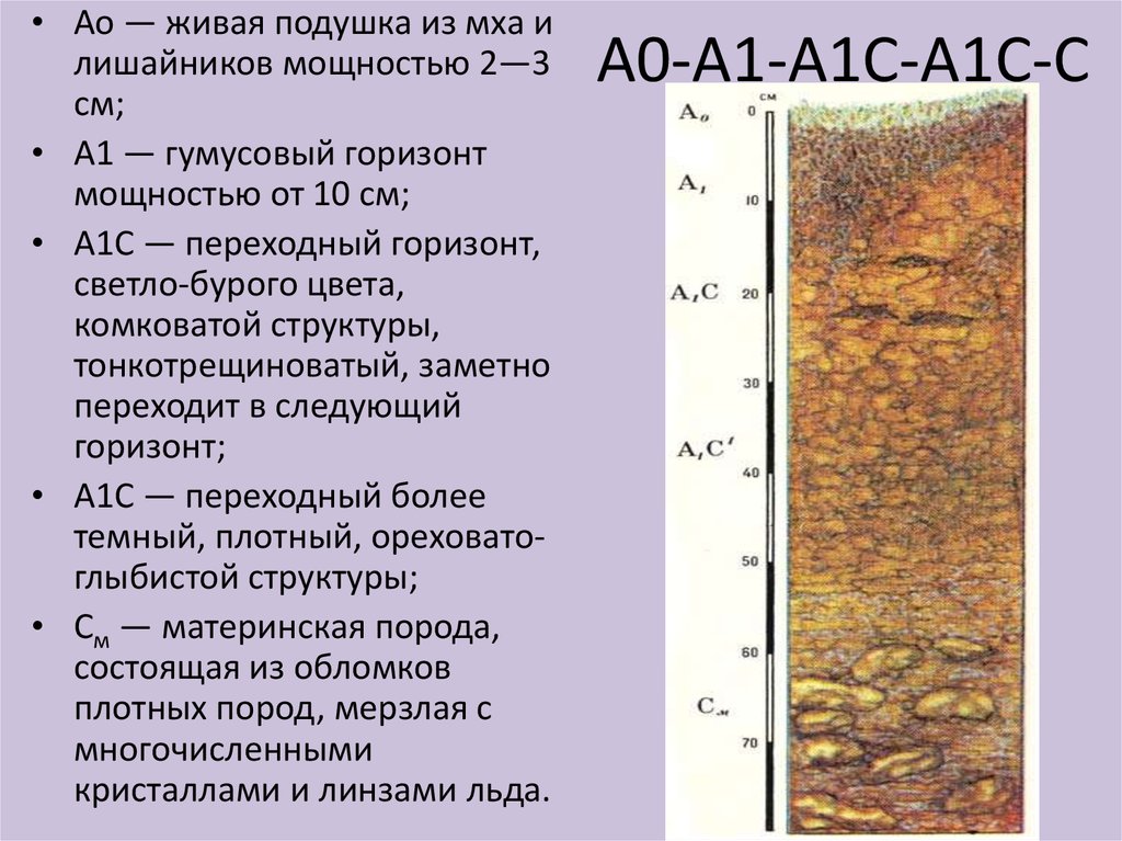 Содержание гумуса в тундровой глеевой почве. Гумусовый Горизонт арктических почв. Тундрово-глеевые почвы профиль. Тундрово-глеевая почва профиль рисунок. Гумусовый Горизонт тундроглеевой почвы.