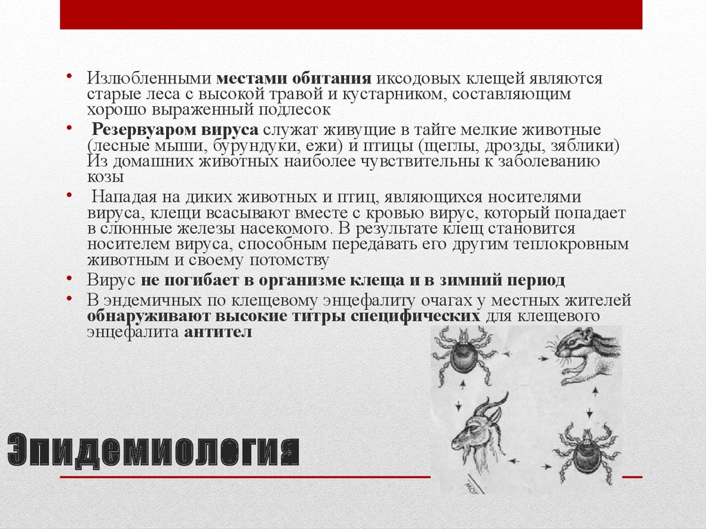 Переносчиками каких заболеваний являются иксодовые клещи. Место обитания иксодового клеща. Основными переносчиками вируса клещевого энцефалита являются. Клещевой энцефалит эпидемиология. Резервуаром вируса клещевого энцефалита являются.