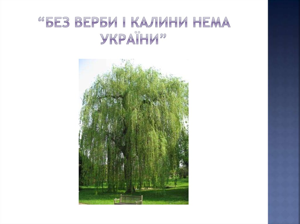 “Без верби і калини нема України”
