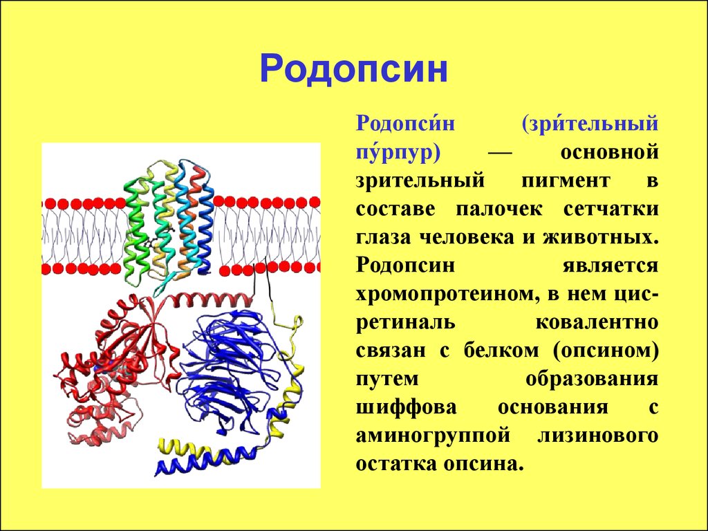 Сетчатка родопсин палочка. Родопсин структура белка. Зрительный пигмент родопсин содержится. Родопсин и йодопсин функции. Родопсин функция белка.