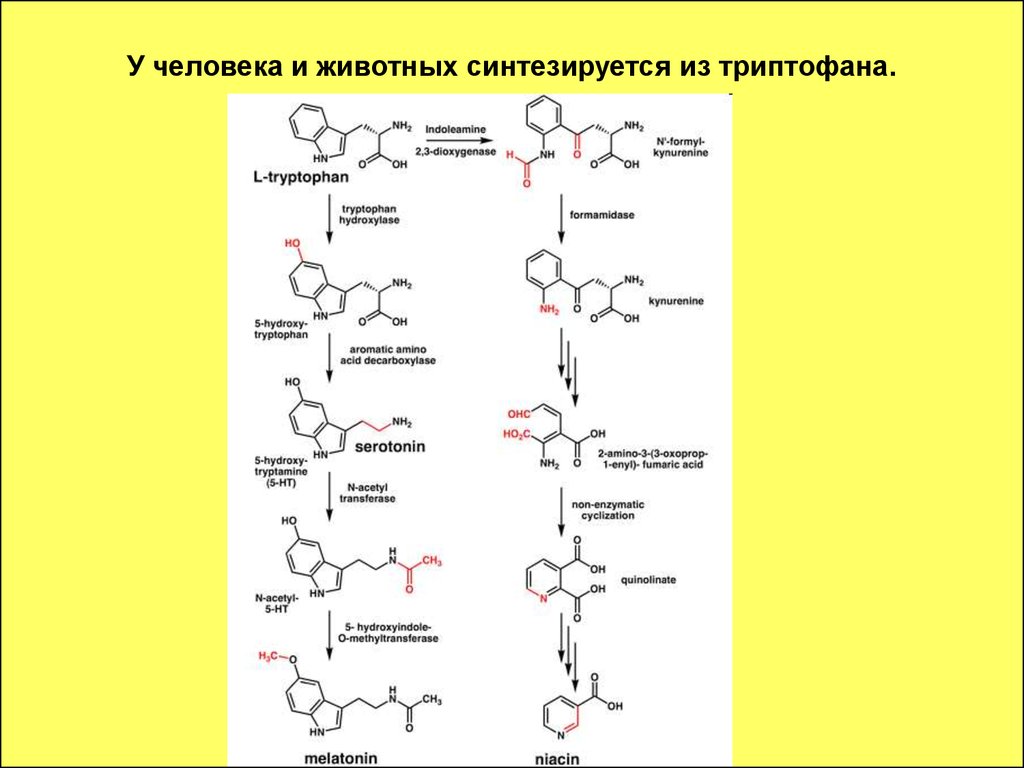 Синтезируются в организме. В животном организме из триптофана синтезируется. Из триптофана синтезируется витамин.