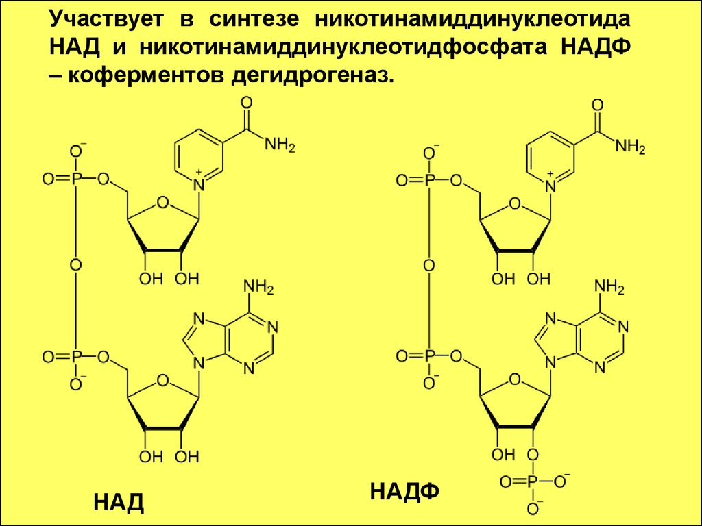 Синтез кофермента. Кофермент НАДФ витамин. Структурная формула НАДФ+. Строение над и НАДФ биохимия. Коферменты над и НАДФ.
