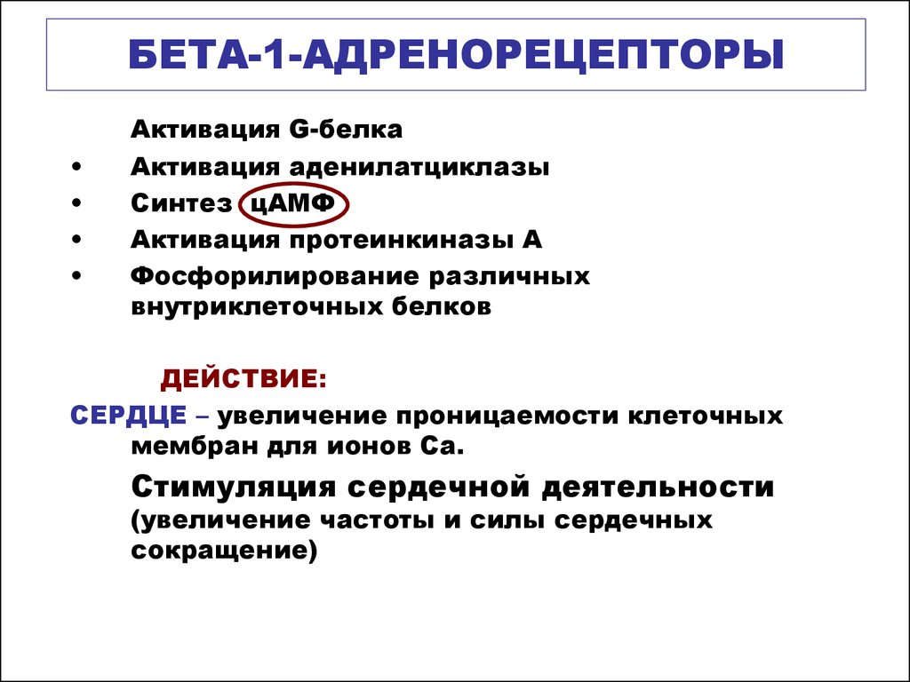 Альфа адренорецепторы локализация. Альфа 1 адренорецепторы локализация. А2 адренорецепторы локализация. Бета 1 и бета 2 рецепторы. Бета 2 рецепторы эффекты.