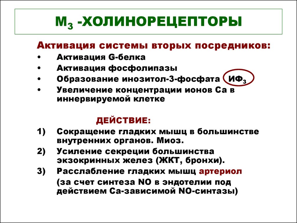 М холинорецепторы. М2 холинорецепторы локализованы. М3 холинорецепторы механизм. Локализация м2 и м3 холинорецепторов. М1 холинорецепторы функции.