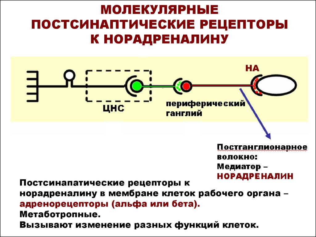 Б рецепторы. Рецепторы норадреналина. Молекулярные рецепторы. Рецепторы вегетативной нервной. Норадренергические рецепторы.