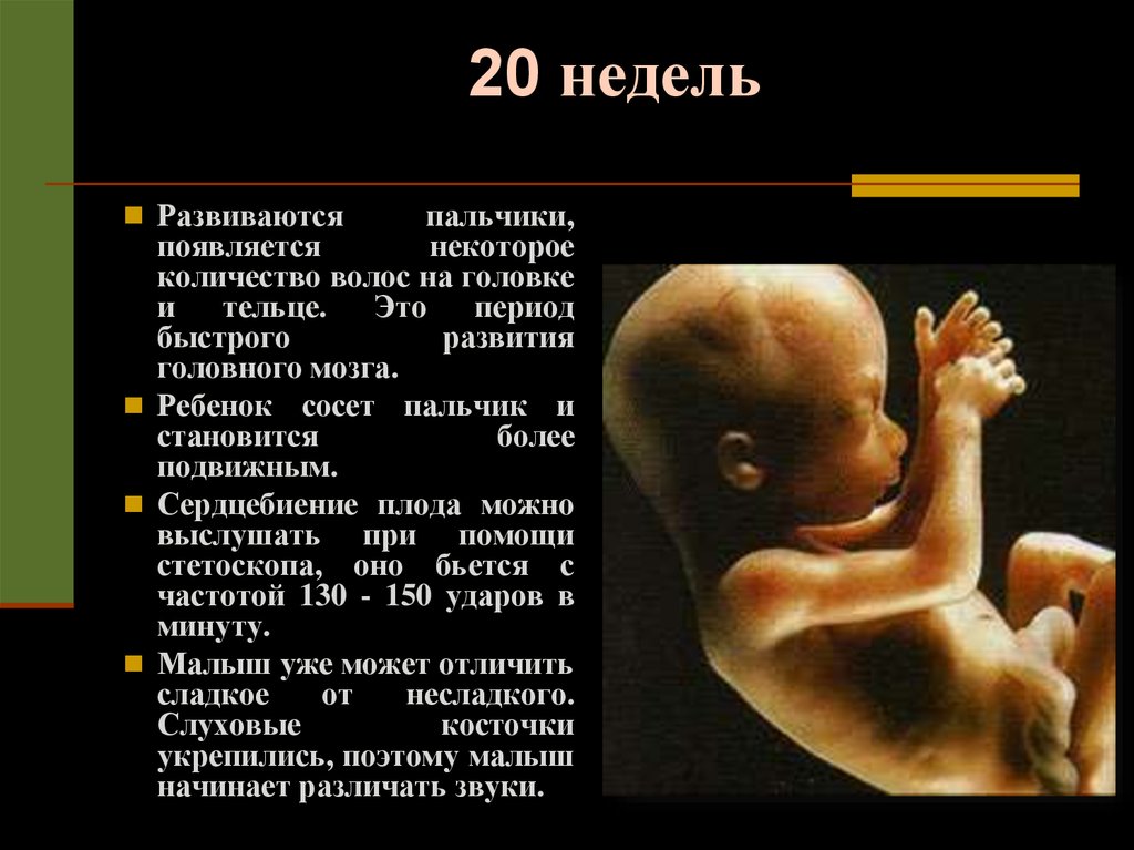 20 недель половина. Плод 20 недель беременности размер плода. 20 Недель беременности размер. Размер ребенка на 20 неделе. Размер плода в 20 недель.