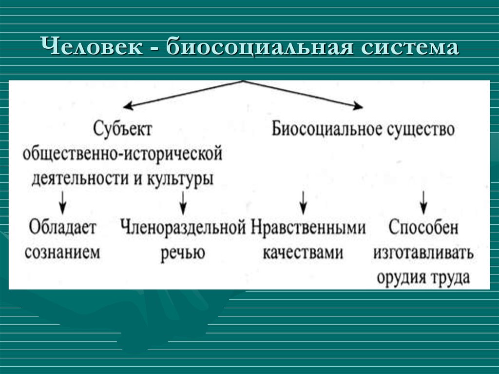 Биосоц сущность человека план