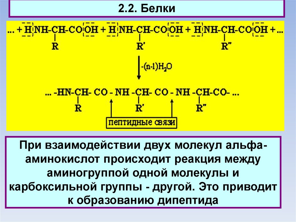 При взаимодействии двух. Альфа аминокислоты образование дипептида. Дипептид Альфа аминокислоты. Уравнение образования дипептида. Образование дипептида.