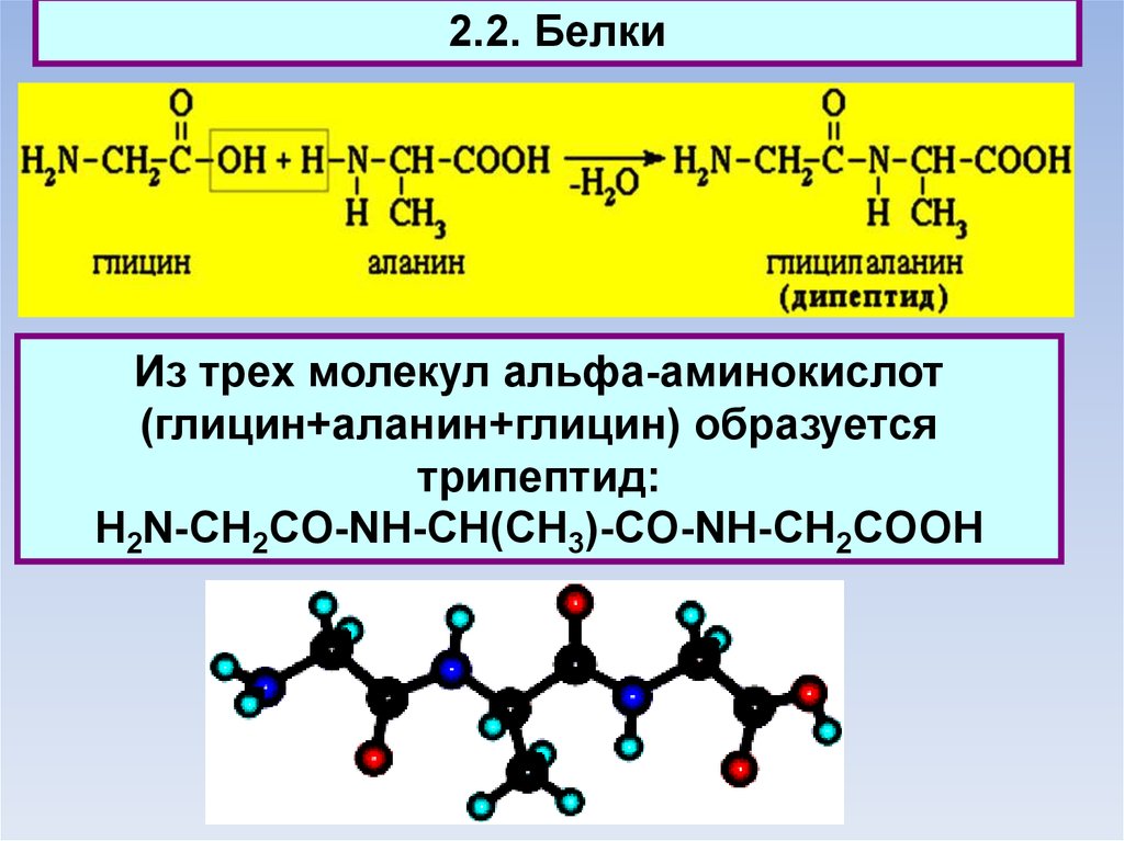 При гидролизе белков могут образоваться вещества. Соединение 3 молекулы аминокислот. Дипептид трипептид. Дипептид Альфа аланина. Реакция образования глицин аланин.