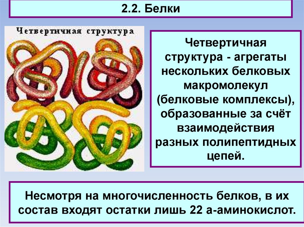 Четвертичные белки. Белки с четвертичной структурой. Строение белковых макромолекул. Четвертичная структура белка комплекс макромолекул. Четвертичная структура белка образуется за счет связей.