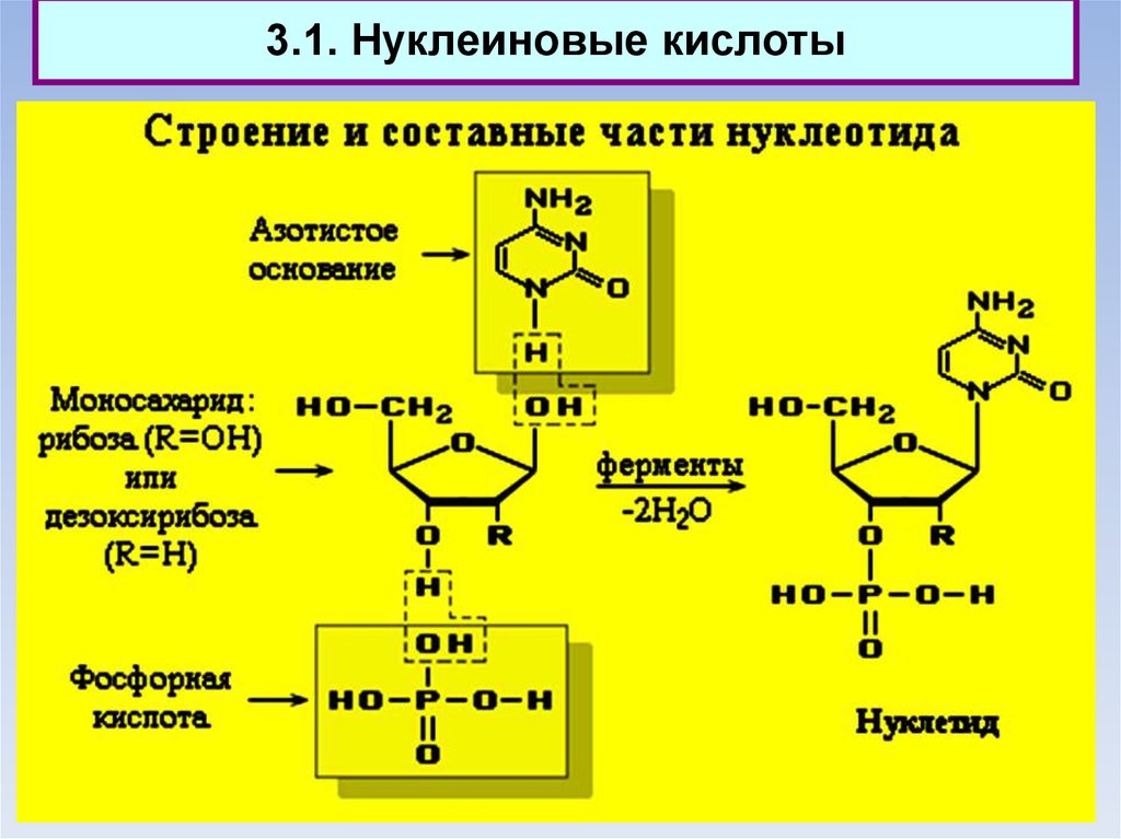 Первая нуклеиновая кислота. Составные части нуклеиновых кислот. Строение нуклеиновых кислот формула. Фрагмент нуклеиновой кислоты. Построить участок нуклеиновой кислоты.