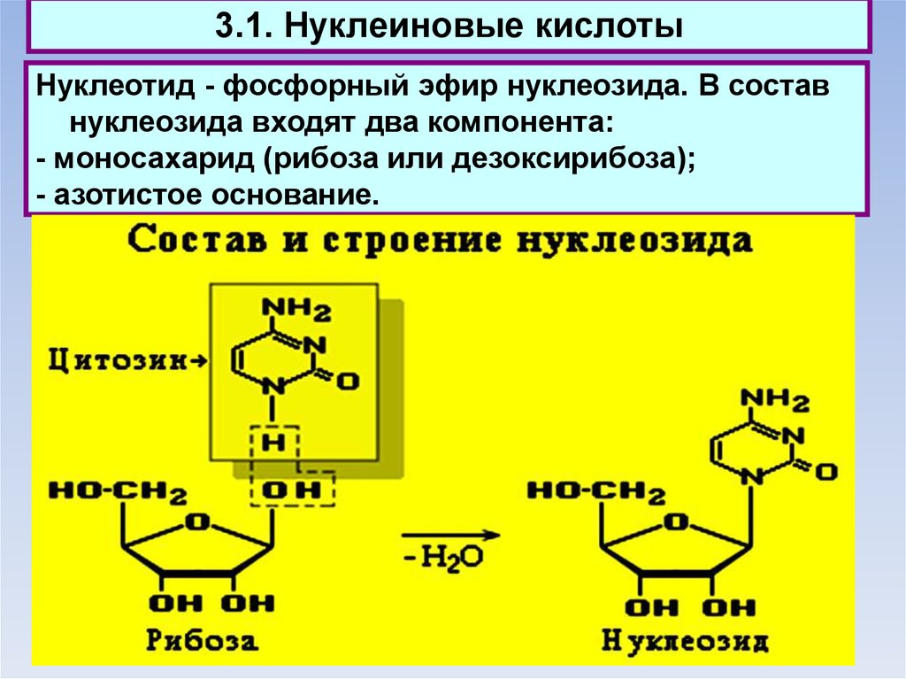 Элемент входящий в нуклеиновые кислоты. Нуклеотиды с рибозой. Дезоксирибоза нуклеиновая кислота. Моносахариды в нуклеиновых кислотах. Нуклеотиды и нуклеиновые кислоты.