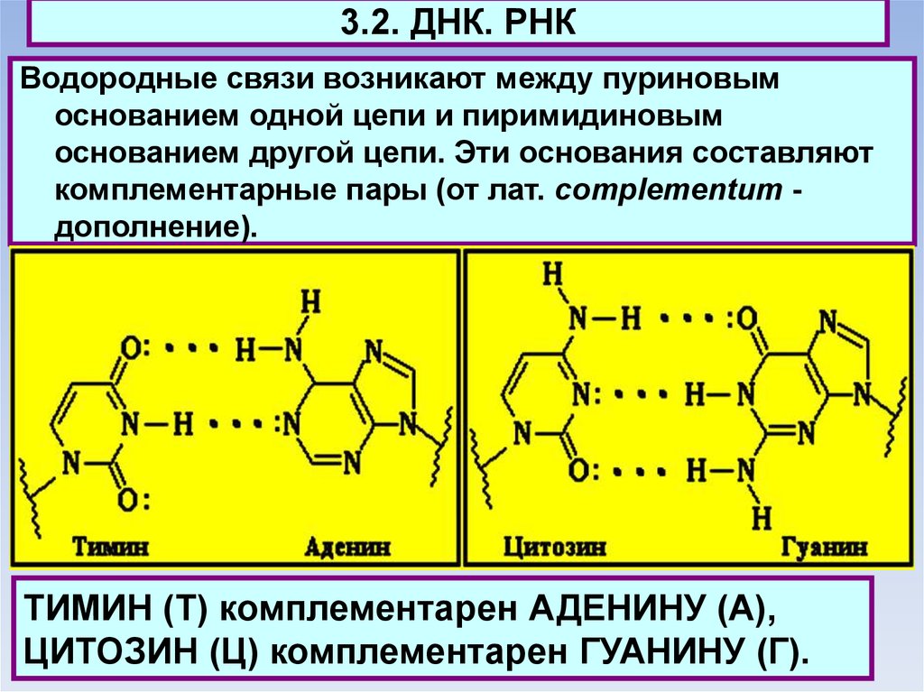 Водородный связи между аденином и тимином. Пуриновые и пиримидиновые основания связи. Пуриновые и пиримидиновые основания. Строение пуриновых и пиримидиновых оснований. Строение ДНК пуриновое основание.