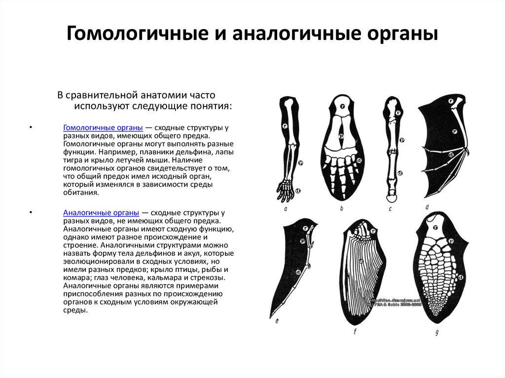 Ласты кита и роющие конечности крота. Гомологичные органы это биология 11 класс. Гомологичные и аналогичные органы. Аналогичные органы примеры. Строение гомологичных органов.