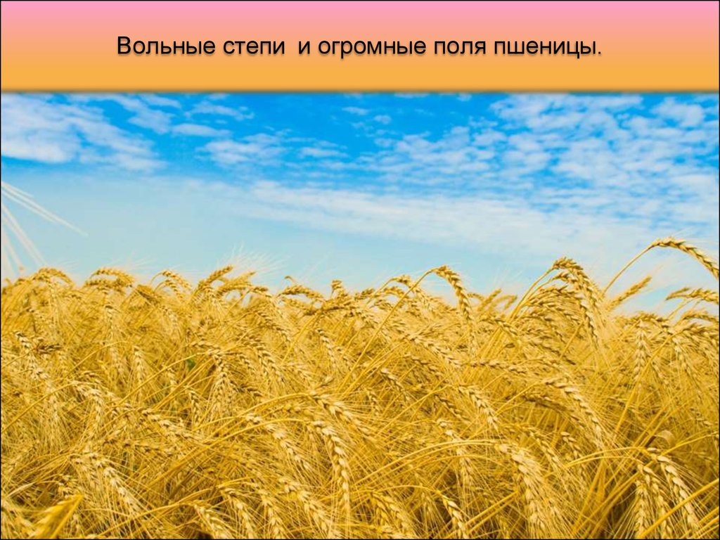 Вольные степи и огромные поля пшеницы.