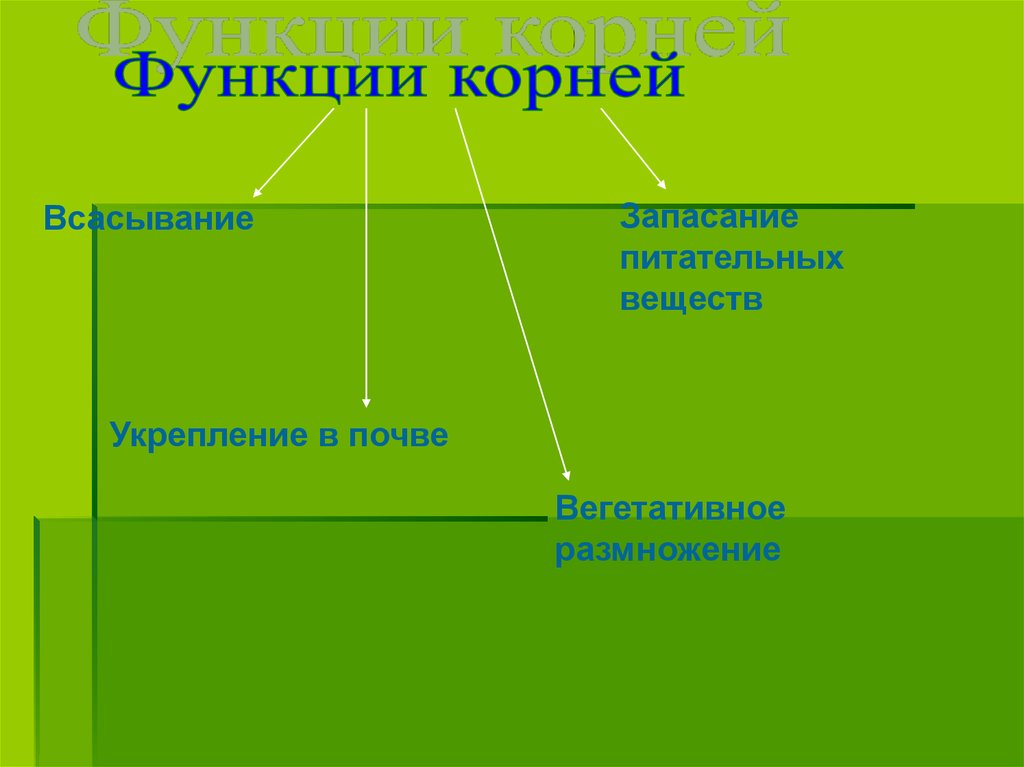 Функции значение корня. Значение корней и их разнообразие. Значение корней в природе таблица. Таблица значение корней в жизни человека. Лечебное и пищевое значение корней биология 6 класс.