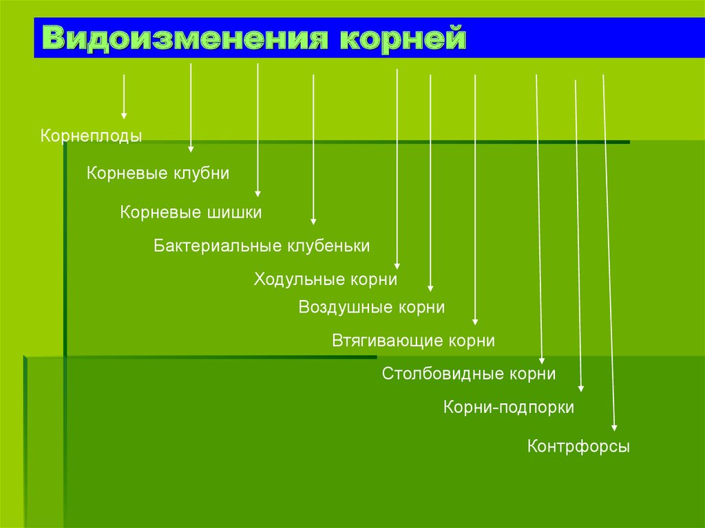 Наибольшее значение корня. Видоизменения корней таблица. Виды изменения корней таблица. Таблица по видоизменениям корней. Видоизменения корней таблица 6 класс.