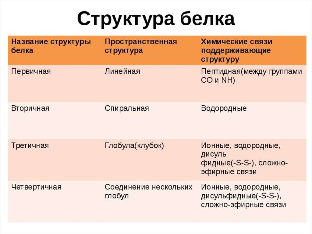 Укажи какие белки. Химические связи первичной структуры белка. Первичная структура белка связи. Перечислите структуры белка. Тип химической связи в первичной структуре белка.