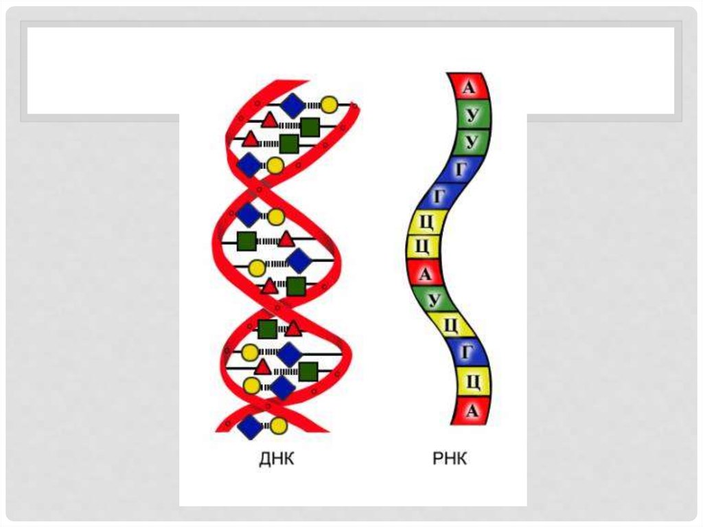 Одноцепочечная рнк. РНК одноцепочечная молекула. Одноцепочечная структура РНК. Двухцепочечная молекула РНК. Одноцепочечная ДНК И РНК.