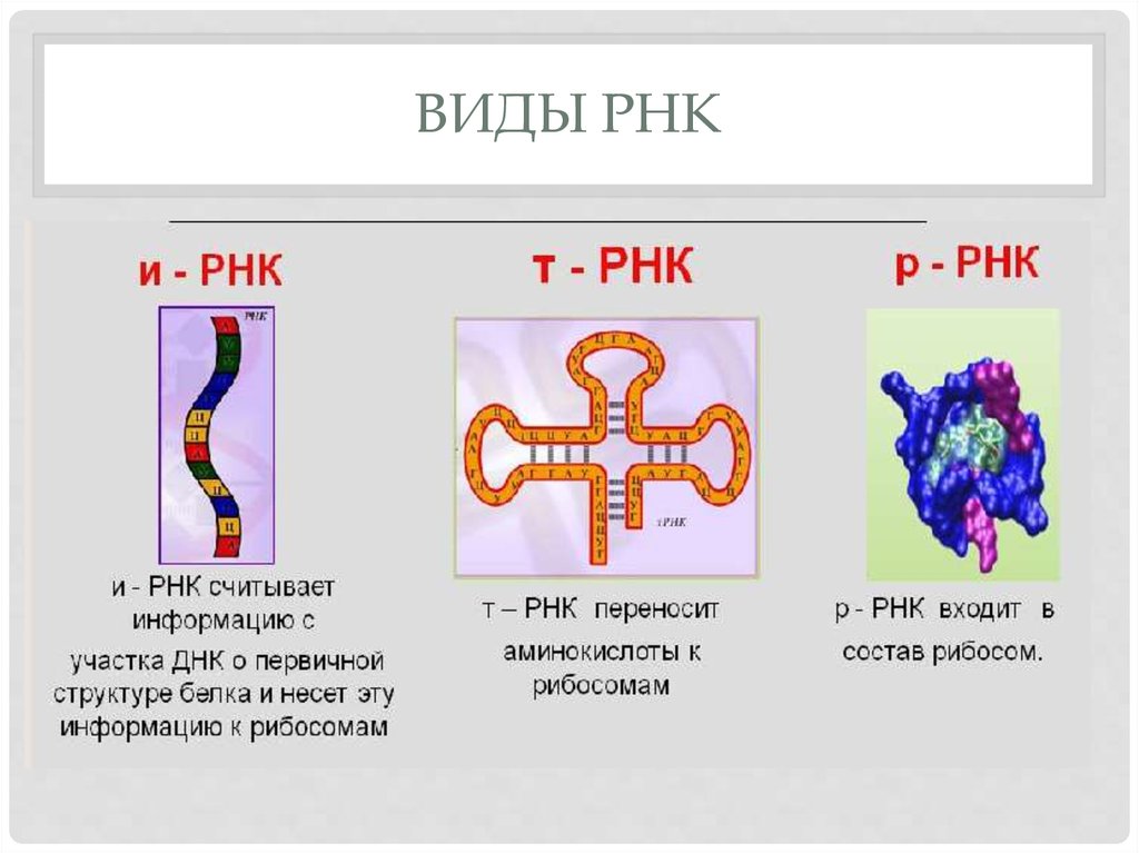 Описание молекул рнк. Типы РНК строение. Строение РНК, типы РНК.. Три основных типа РНК. Функции всех видов РНК.