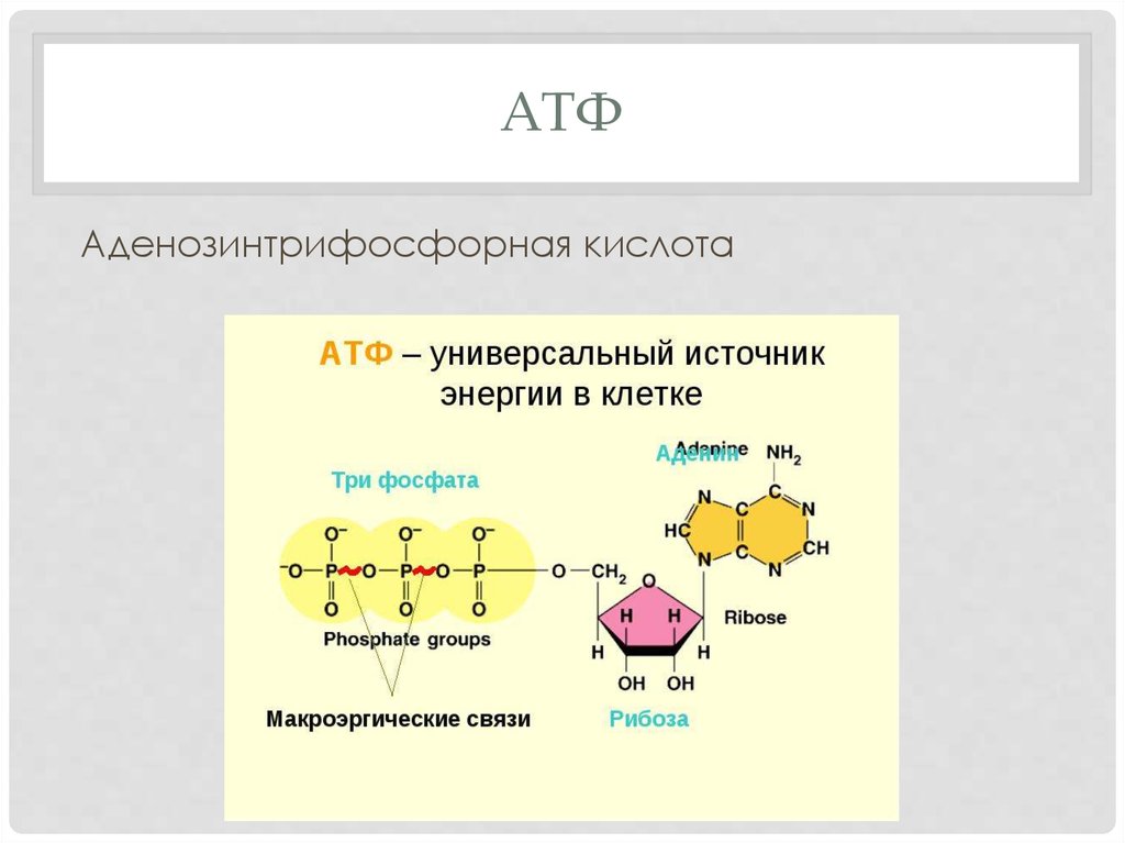 Аккумулированная атф. Строение молекулы АТФ. АТФ состав и строение. Структура клетки АТФ. Структурные элементы АТФ.
