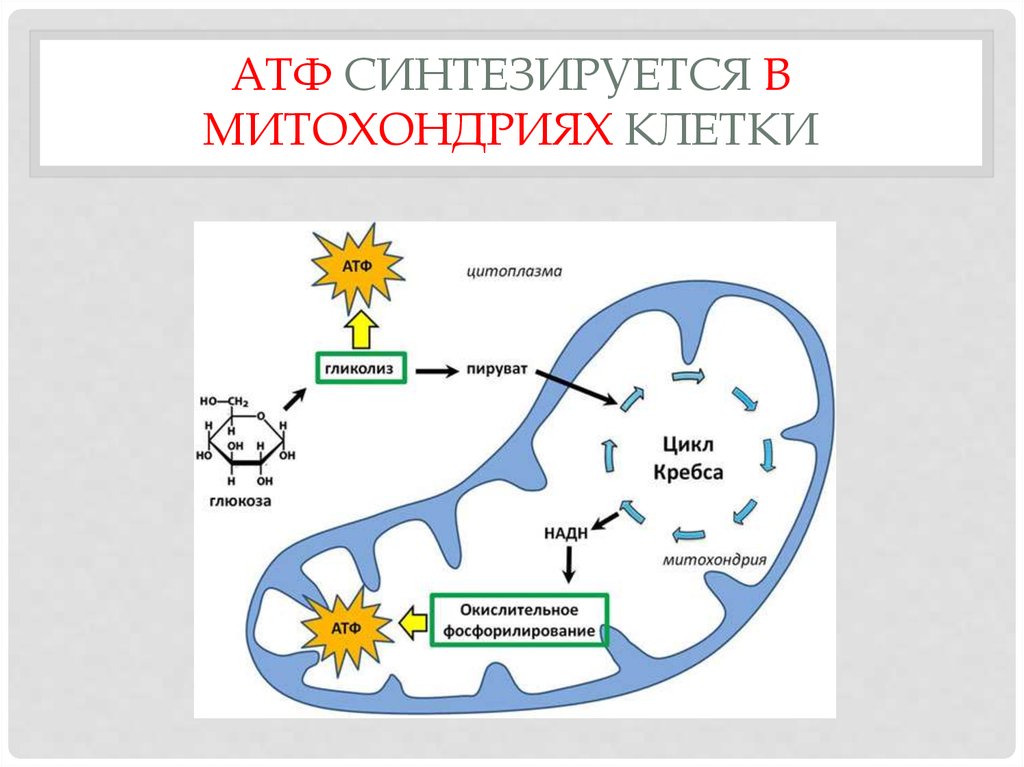 Атф в клетках эукариот образуются. Синтез АТФ В митохондриях схема. Синтез АТФ В митохондрии клетки схема. Образование АТФ В митохондриях схема. Клеточное дыхание схема ЕГЭ.