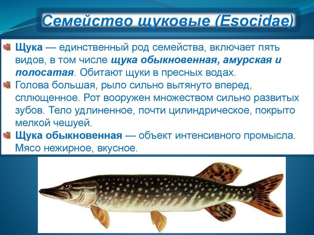 Какой тип развития характерен для щуки обыкновенной. Семейства промысловых рыб. Сообщение о промысловых рыбах. Классификация промысловых рыб. Сообщение о любой промысловой рыбе.
