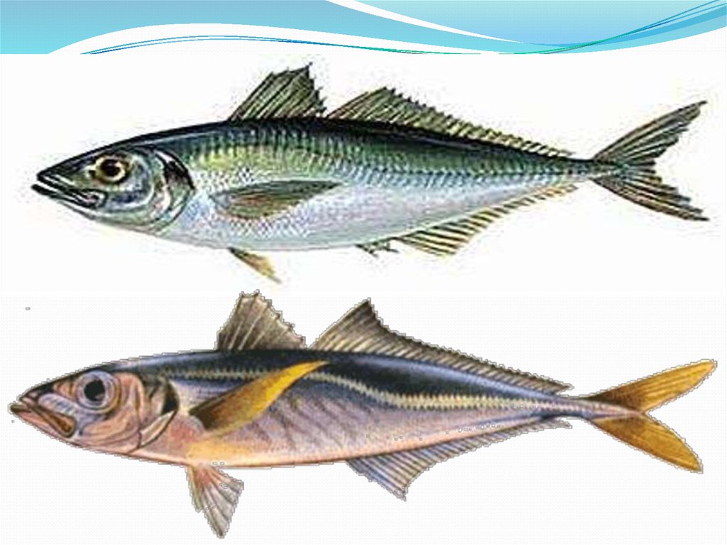 Рыба Семейства Скумбриевых Виды Фото И Название