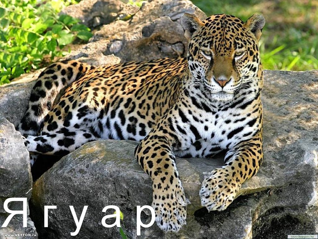 Леопард и ягуар чем отличаются фото и описание