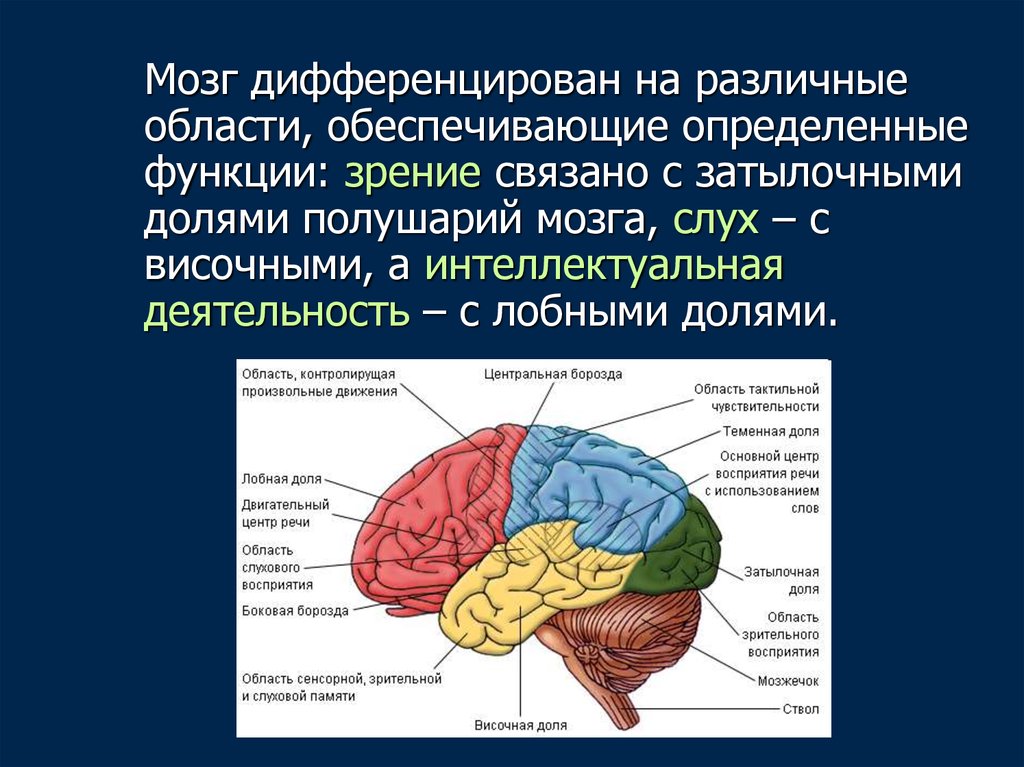 Головной мозг связан со. Доли мозга. Доли полушарий переднего мозга. Мозг доли мозга. Со зрением связаны доли полушарий переднего мозга.