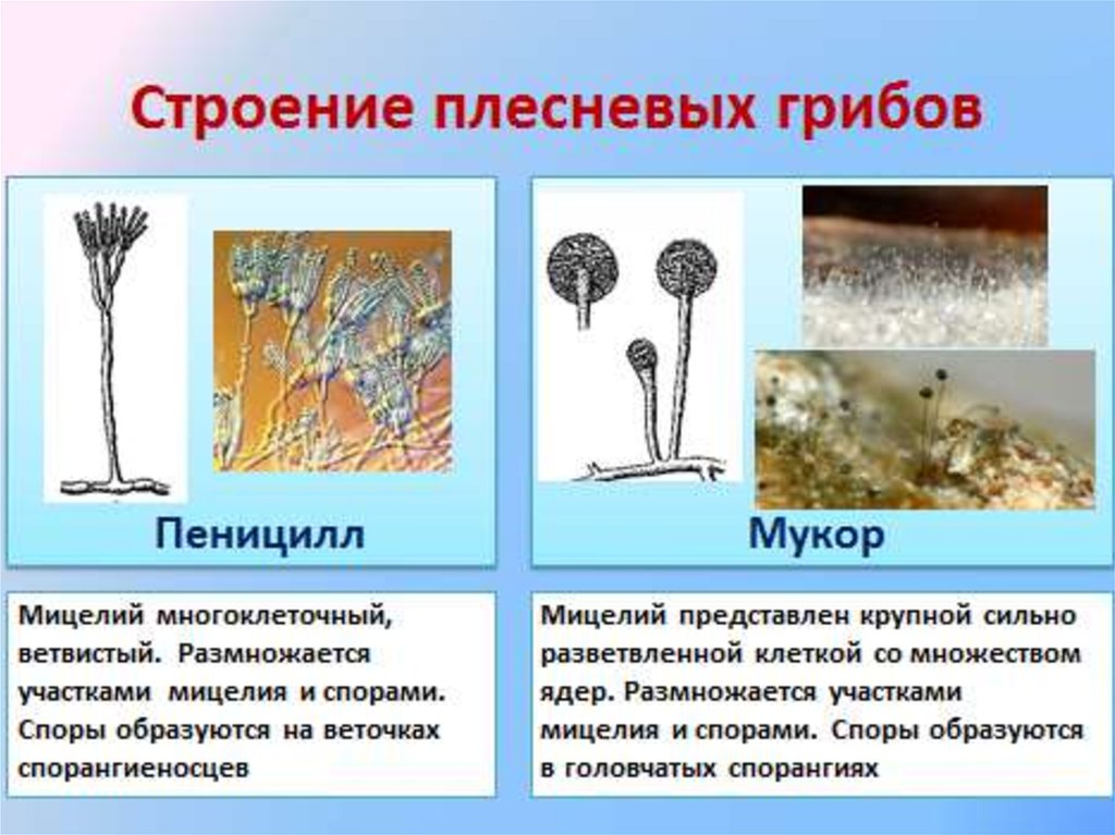 Чем строение пеницилла отличается от хлебных дрожжей. Мицелий пеницилла. Мукор паразит. Мукор одноклеточный мицелий. Плесневелые грибы строение грибница.
