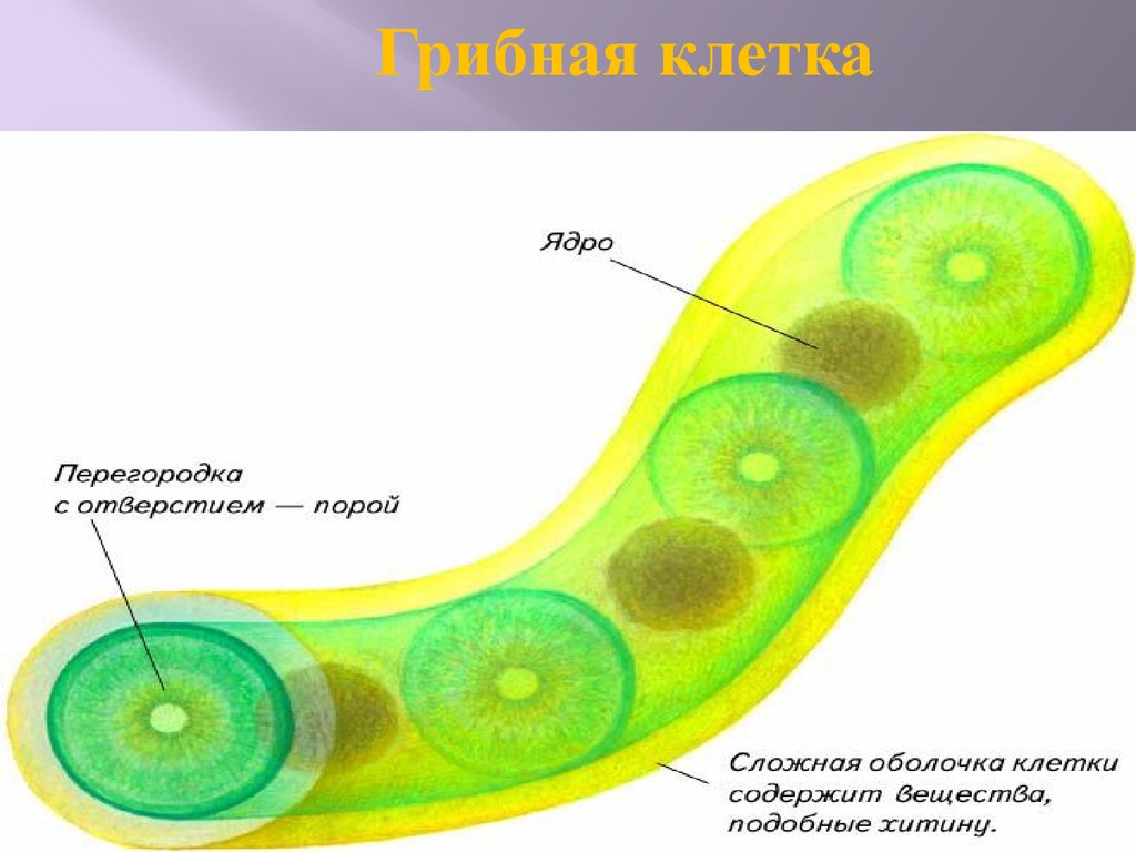 В клетках грибов есть ядро. Многоядерные клетки грибов. Многоядерная клетка гриба. Строение ядра грибной клетки. Грибная клетка многоядерная.