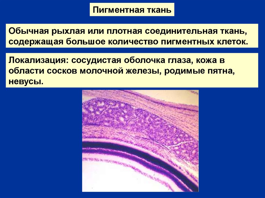 Функция соединительной оболочки. Пигментная соединительная ткань функции. Пигментная соединительная ткань строение и функции. Пигментная соединительная ткань местоположение и функции. Пигментная соединительная ткань месторасположение.