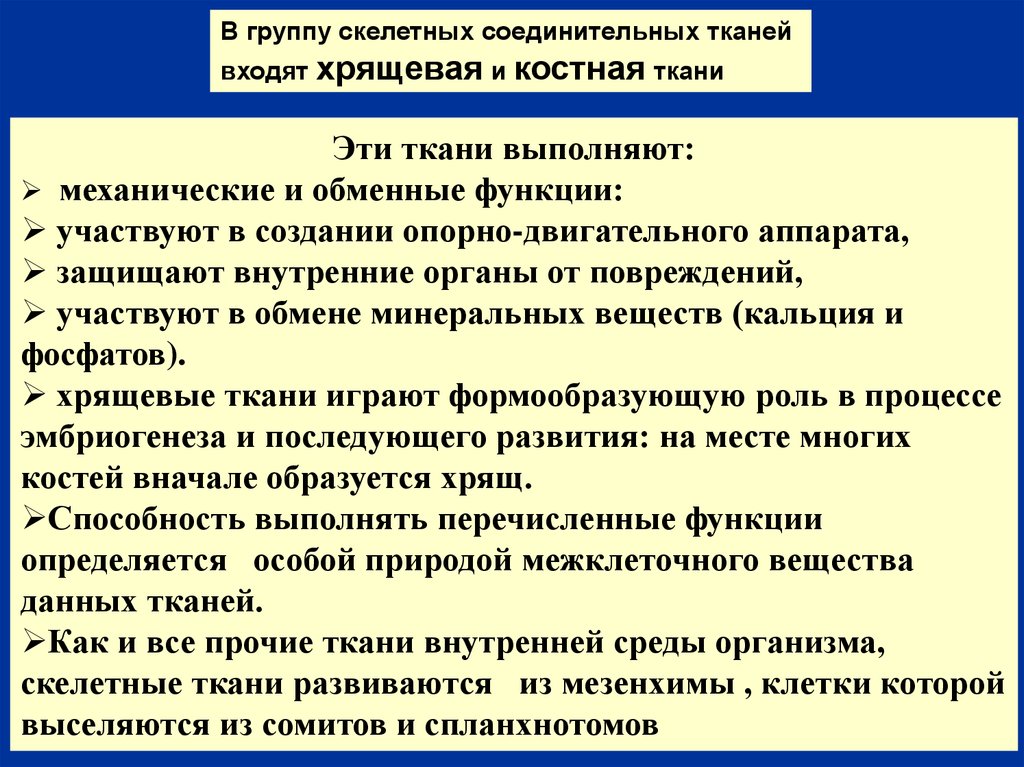 Общие свойства соединительных тканей. .В группу соединительных тканей входят. Из мезенхимы развиваются. Мезенхима функции. В группу соединительных тканей не входит.