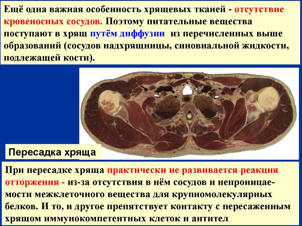 Отсутствие тканей. Трансплантация хрящевой ткани (хряща).. Успешная трансплантация хряща связана с. Отсутствие межклеточного вещества и кровеносных сосудов. Аллогенная трансплантация хряща.