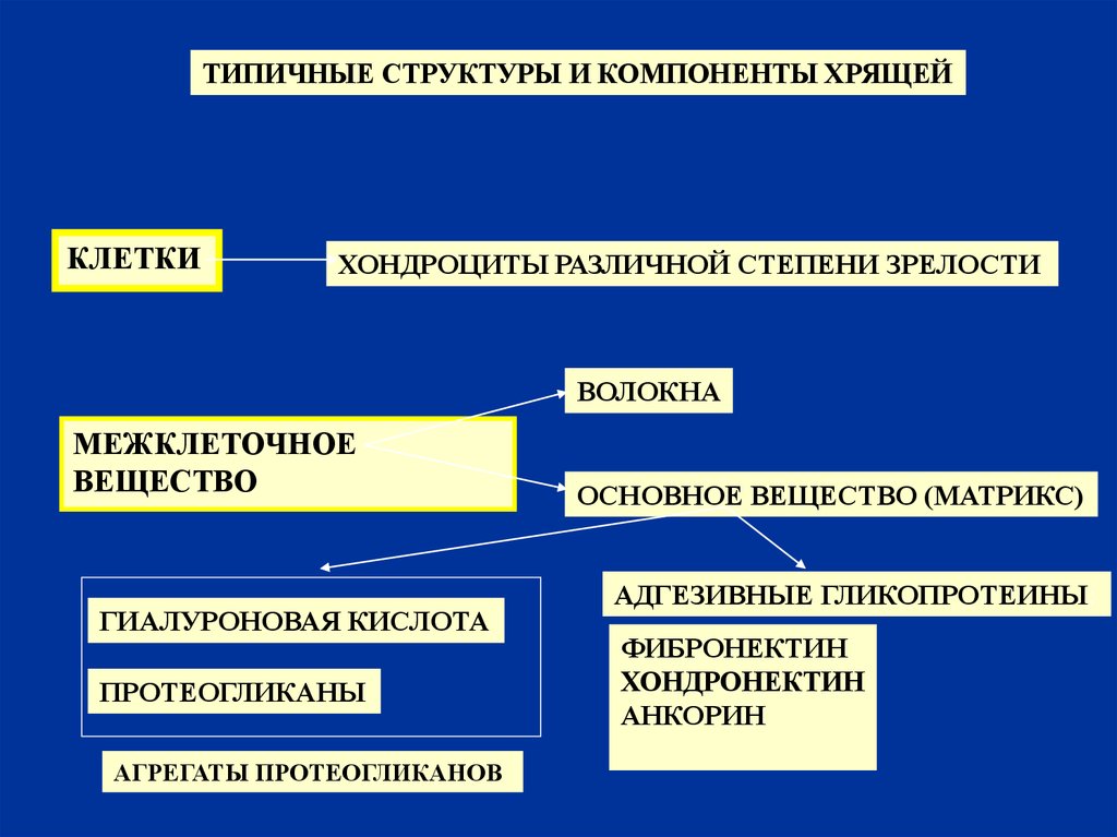 Компоненты ткани. Структурные элементы тканей. Структурные компоненты ткани. Основные компоненты тканей. Характеристика структурных элементов тканей.