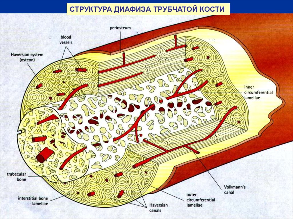 Трубчатая структура. Строение кости диафиз гистология. Строение диафиза трубчатой кости гистология. Строение диафиза трубчатой кости гистология препарат. Минерализация кости гистология.