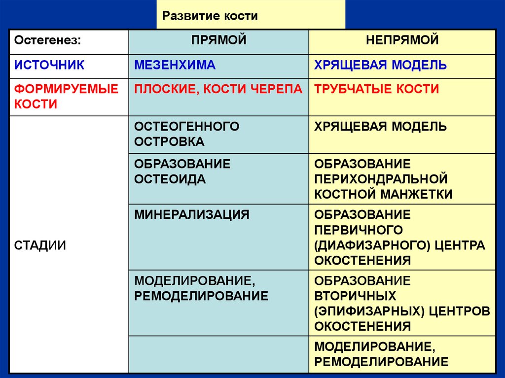 Формирование костей. Стадии образования кости. Стадии развития кости. Развитие костей. Этапы образования костей.