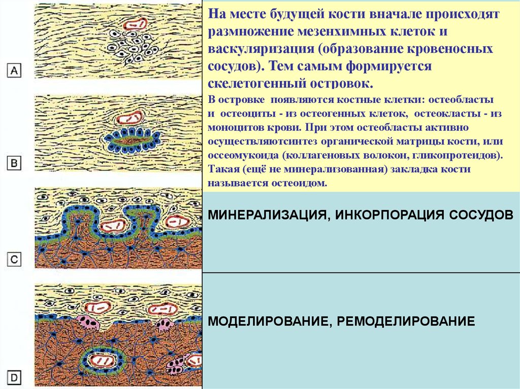 Васкуляризация это. Опорно трофическая соединительная ткань. Опорно трофические ткани гистология. Васкуляризованные ткани это. Васкуляризация остеогенных островков.