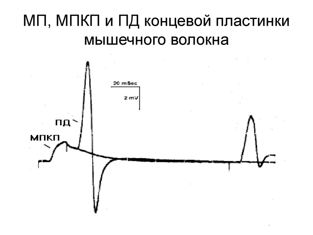 Потенциал концевой пластинки. Миниатюрный потенциал концевой пластинки. Электрограмма потенциала концевой пластинки. Миниатюрные потенциалы концевой пластинки (МПКП. МПКП физиология.