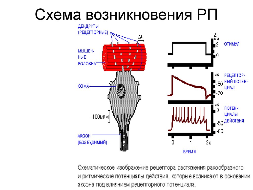 Рецепторы растяжения легких это. Рецепторы растяжения. Рецептор растяжения содержит:. Рецепторы растяжения мышцы. Рецепторы растяжения легких.