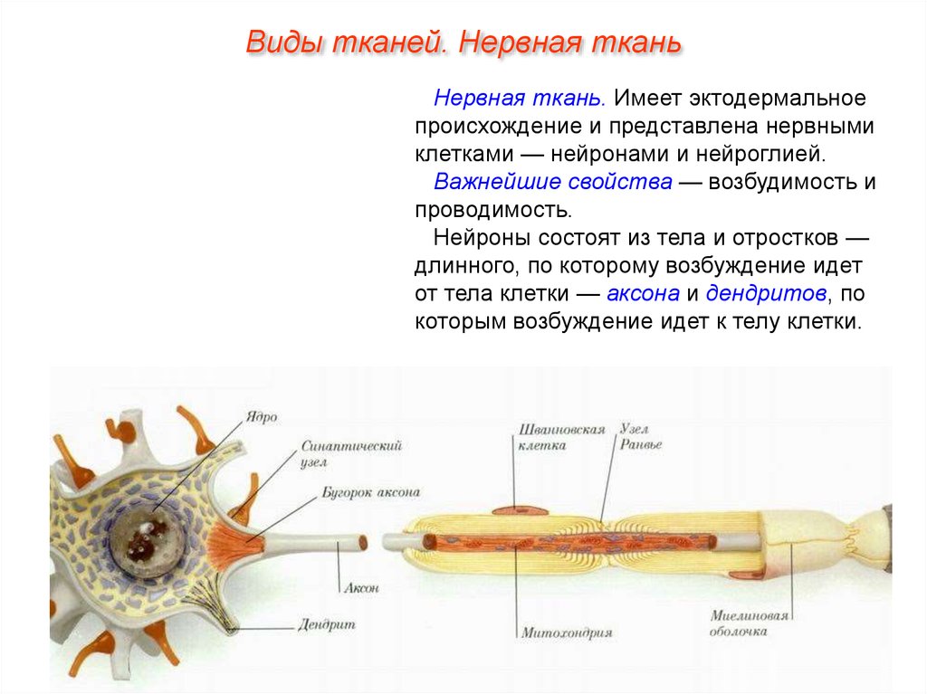 Какое свойство у нервной ткани. Происхождение нервной ткани. Ткани эктодермального происхождения. Нервная ткань имеет. Ткань представленная нейронами и нейроглией.