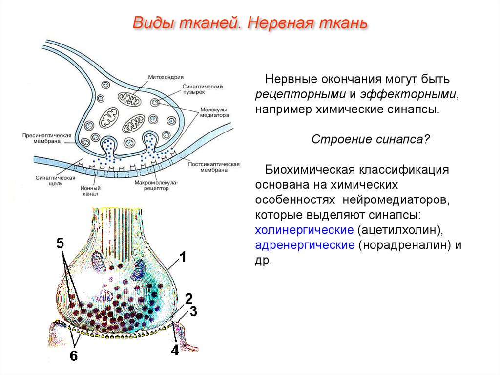 Нервные окончания. Строение и функции рецепторных и эффекторных нервных окончаний. Рецепторы эффекторы синапсы схема. Строение холинергического синапса гистология. Нервные окончания синапс схема.