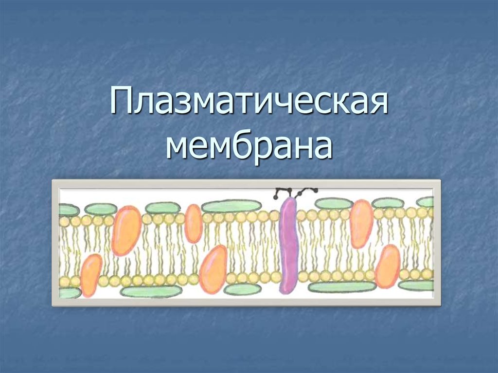 Плазматическая мембрана рисунок