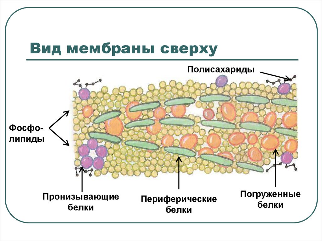 Почему мембрана. Погруженные белки мембраны. Виды мембранных липидов. Пронизывающие и погруженные белки. Плазматическая мембрана периферический белок.