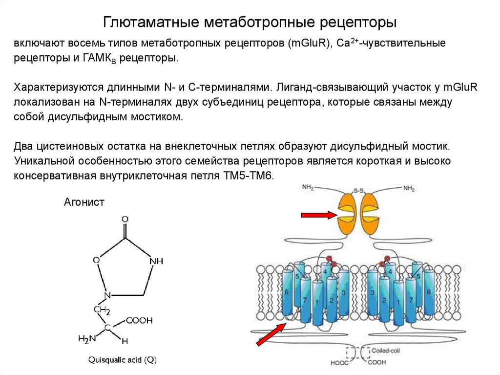 Метаботропные рецепторы это