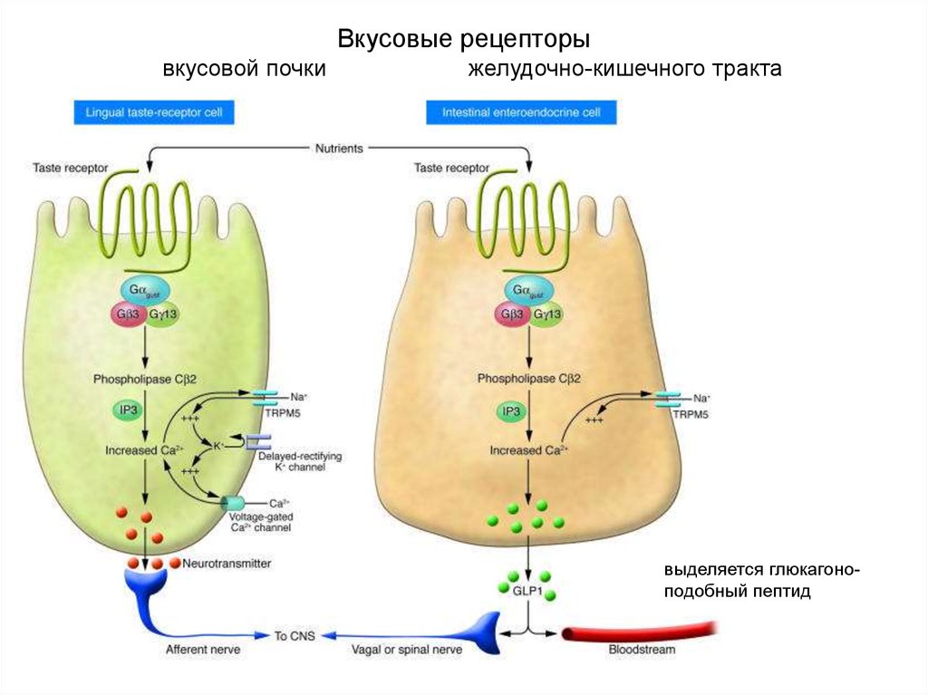 Рецептор клетки. Вкусовой Рецептор Аксон. Вкусовые почки с рецепторами.