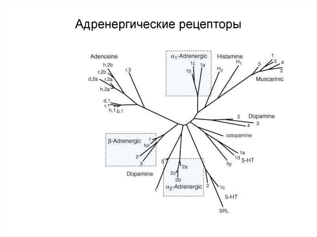 Б рецепторы. Адренергические рецепторы. Адреноргически рецепт. Рецепторы адренергической системы. Распределение адренергических рецепторов.