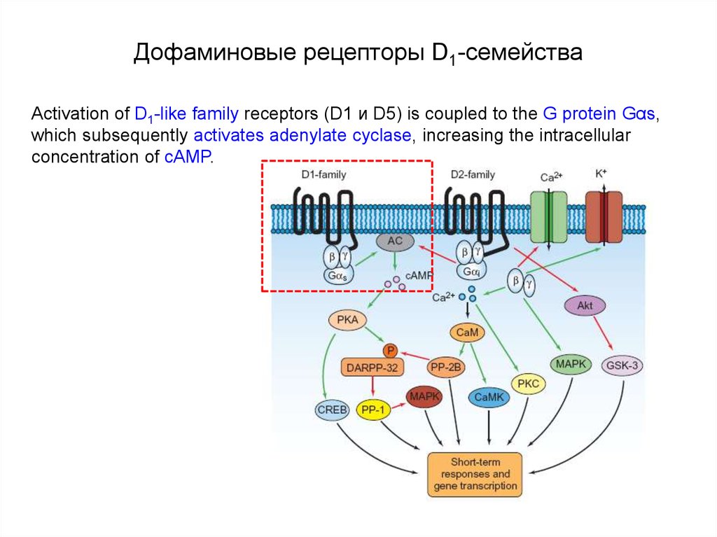 Дофаминовые рецепторы. D1 рецепторы дофамина. Д1 и д2 дофаминовые рецепторы. Дофаминовые д2 рецепторы локализация. Д2 рецепторы локализация.